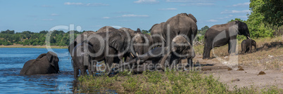 Elephant lying down on riverbank in herd