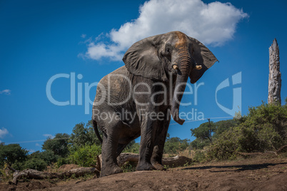 Elephant on earth bank beside dead tree