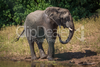 Elephant on riverbank squirting water over body