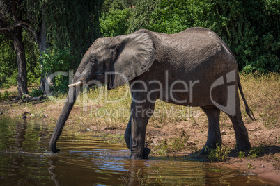 Elephant on riverbank stretching trunk to drink