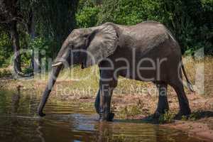 Elephant on riverbank stretching trunk to drink
