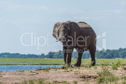 Elephant on riverbank twisting trunk round tusk