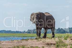 Elephant on riverbank twisting trunk round tusk