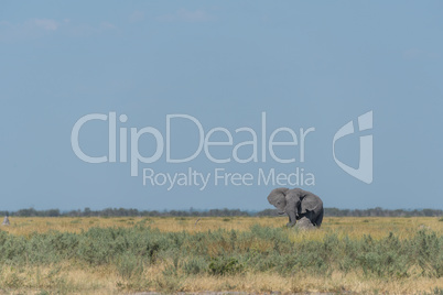 Elephant rubs trunk on rock on savannah