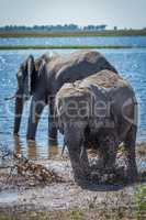 Elephant splashing in muddy shallows beside another