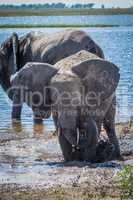 Elephant splashing on muddy riverbank beside another