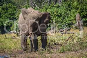 Elephant spraying itself with mud beside river