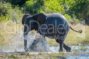 Elephant splashing through shallows on wooded riverbank