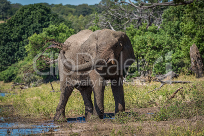 Elephant squirting itself with mud beside river