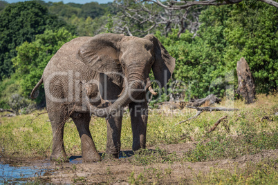 Elephant squirting mud over itself beside river