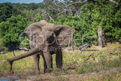 Elephant spraying mud with trunk beside river