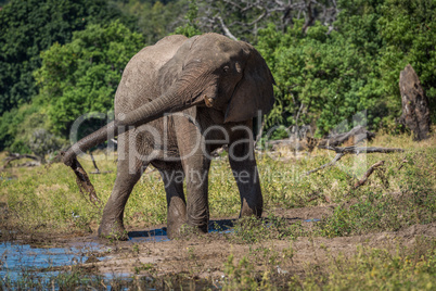 Elephant squirting mud with trunk beside river