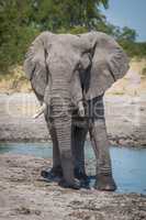 Elephant standing around edge of water hole