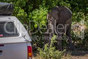 Elephant standing in bushes beside white jeep