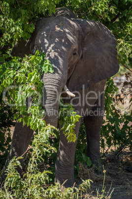 Elephant standing in bushes in dappled sunlight