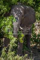 Elephant standing in bushes in dappled sunlight
