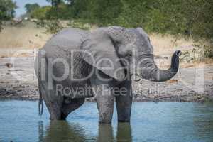 Elephant standing in water hole raising trunk