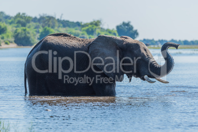 Elephant standing in river holds up trunk