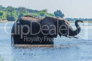 Elephant standing in river holds up trunk