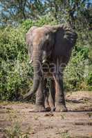 Elephant standing with leaves stuck in tusk