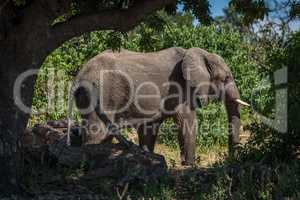 Elephant standing on track framed by trees