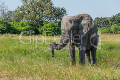 Elephant standing with trunk hooked on tusk