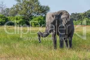 Elephant standing with trunk hooked on tusk
