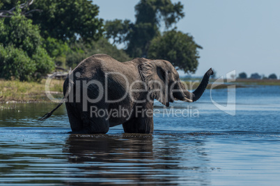 Elephant stands in shallow river raising trunk