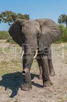 Elephant staring at camera in grassy clearing