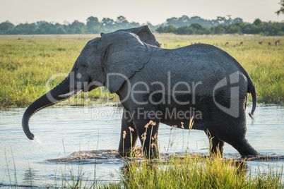 Elephant stretches trunk while wading through river