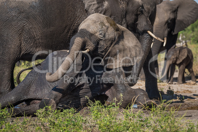 Elephant struggles to stand in elephant herd