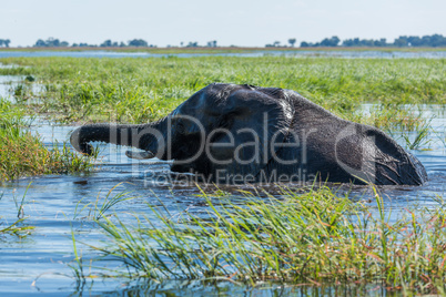 Elephant swims using trunk to reach grass