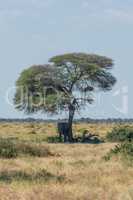 Elephant taking shelter from sun under acacia
