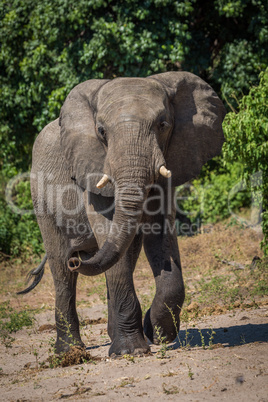 Elephant swings trunk walking on sandy grouind