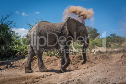 Elephant throwing dust over head on hillside