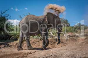 Elephant throwing dust over head on hillside