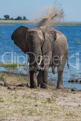 Elephant throwing dust over head beside river