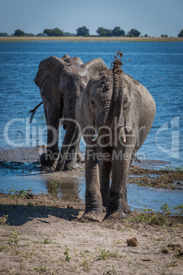Elephant throwing mud over head beside river