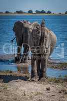Elephant throwing mud over head beside river