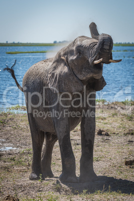 Elephant throwing dust over shoulder beside river