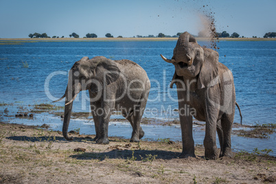 Elephant throwing mud over shoulder beside river