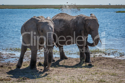 Elephant throwing mud over shoulder beside another