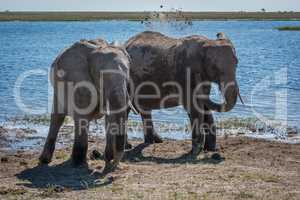 Elephant throwing mud over shoulder beside another