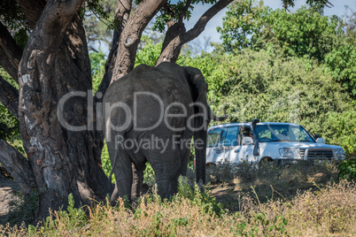 Elephant under tree approaching jeep on track
