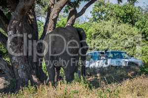 Elephant under tree approaching jeep on track