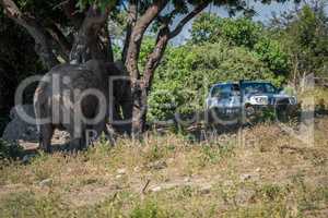 Elephant under tree watched by jeep passengers