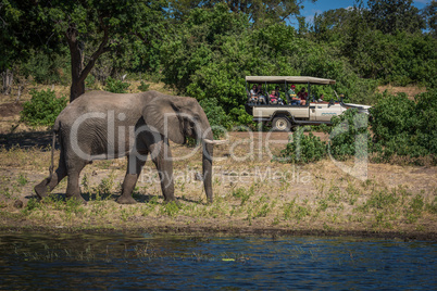 Elephant walking along wooded riverbank alongside jeep