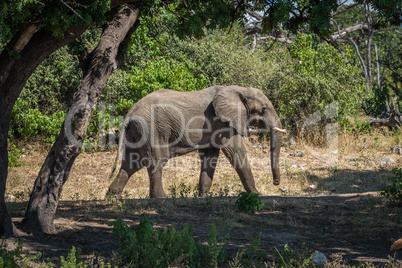 Elephant walking along track framed by trees