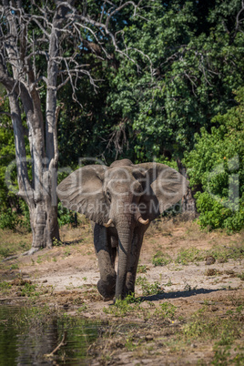 Elephant walking along wooded riverbank in sunshine