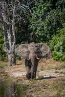 Elephant walking along wooded riverbank in sunshine